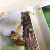 Печать фdivтобрашюры